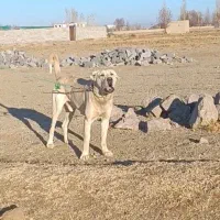 واگذاری سگ نگهبان|سگ|سراب, |دیوار