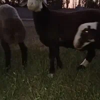 بره قوچ غزل افشار