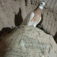 سبز خطی و طوقی زرد|پرنده|سبزوار, رباط|دیوار