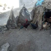 خروس چابهاری اصل قیمت 1800|حیوانات مزرعه|سوق, |دیوار