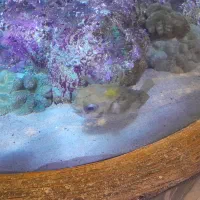 کود سفید کرمانشاه دو عدد