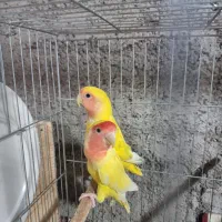 فروش ۳ جفت گرینچی ۲ جفت ایزابلا و۳ عددجوجه ایزابلا