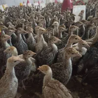 جوجه  ی بوقلمون