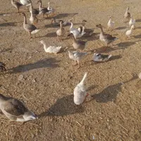 جوجه غاز|حیوانات مزرعه|تهران, جوانمرد قصاب|دیوار