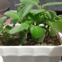 گل های زیبا