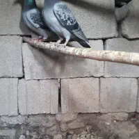 فروش پلاکی