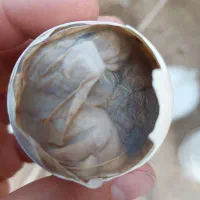 تخم مرغ نطفه دار
