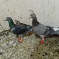 کفتر|پرنده|محمدیه-قزوین, |دیوار