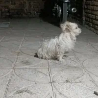 سگ پاکوتاه پشمالو