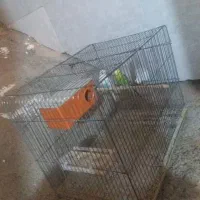 یک جفت مرغ عشق