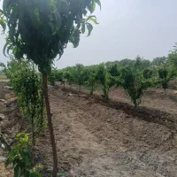 زمین باغچه ۵۰۰متری در خیابان ۱۲متری|فروش زمین و ملک کلنگی|محمدشهر, عباس آباد|دیوار