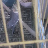 سلام یک جفت عروس هلندی