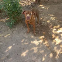 پیتبول|سگ|امیدیه, |دیوار