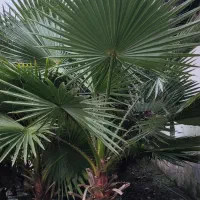 درخت پالم|گل و گیاه طبیعی|بندر انزلی, بشمن|دیوار