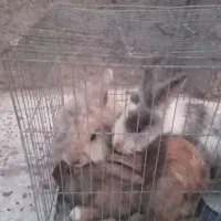 خرگوش لوپ پشمالو|موش و خرگوش|رفسنجان, |دیوار