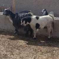 میش بز کهره بره|حیوانات مزرعه|مرودشت, ده بید|دیوار