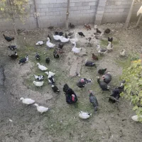 بوقلمون و قوغاز|حیوانات مزرعه|نوشین شهر, |دیوار