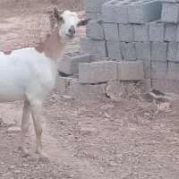 بز بابره داشتی