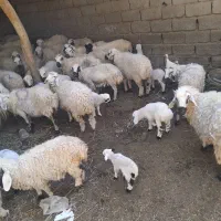 میش بره و میش آبستن|حیوانات مزرعه|نرماشیر, |دیوار