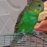 یک عدد مرغ عشق نر زیبا|پرنده|بندر کنگان, |دیوار