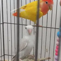 طوطی اوپال بالغ