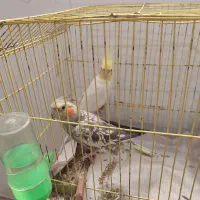 عروس هلندی نر و ماده|پرنده|لنگرود, |دیوار