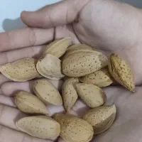 بادام تلخ