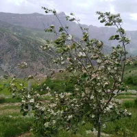 باغ-1350متری