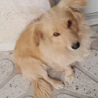 سگ پیدا شده