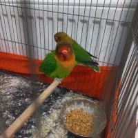 کوتوله مولد با بچه