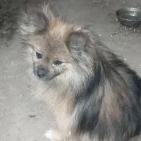 سگ پامرروباهی فندوق|سگ|بهار, |دیوار