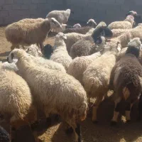 ۲۶ راس میش زایده|حیوانات مزرعه|شهر بابک, |دیوار