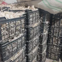 سیر درجه 1|عمدهفروشی|الشتر, |دیوار