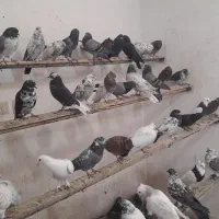 کبوتر تهرانی پرشی وغیره