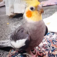 یک عروس هلندی طوسی زردرنگ گمشده امروز