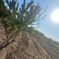 فروش باغ در علیشاه نرسیده به شبستر