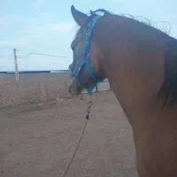 کره مادیان شجره دار