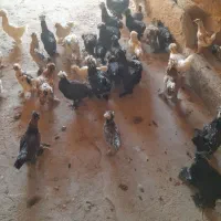 مرغ و خروس سلطان