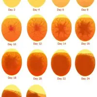 تخم مرغ نطفه دار تضمینی