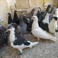 14تا صید بومب بلند سالم سرحال