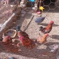 مرغ شاخدار