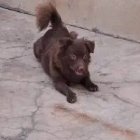 سگ نر و ماده