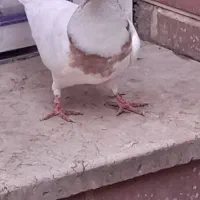 کبوتر کفتر طوقی معاوصه با خروس