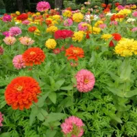 کاکلی و پرپینی