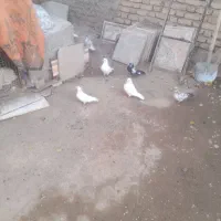 کبوتر خوشکل وپرشی دونه ای ۲۵۰