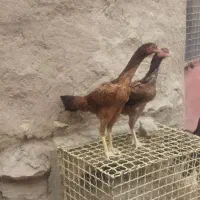 2 عدد لاری مرغ اصیل