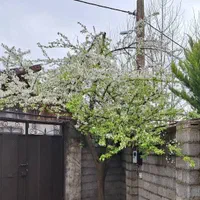 سوئیت-ویلا-اقتصادی-چوکام-دربست