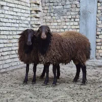 بره قوچ همو
