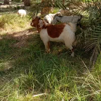 نری فروشی|حیوانات مزرعه|گنبکی, |دیوار