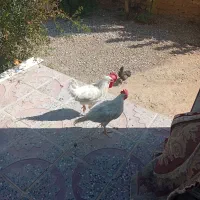 3عددخروس